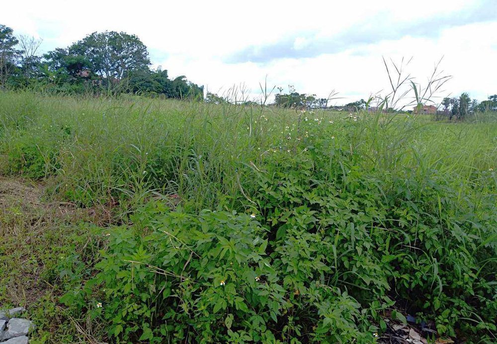 %title插图%num %title插图%num