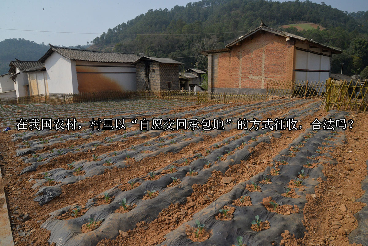 1705041167-自愿承包地