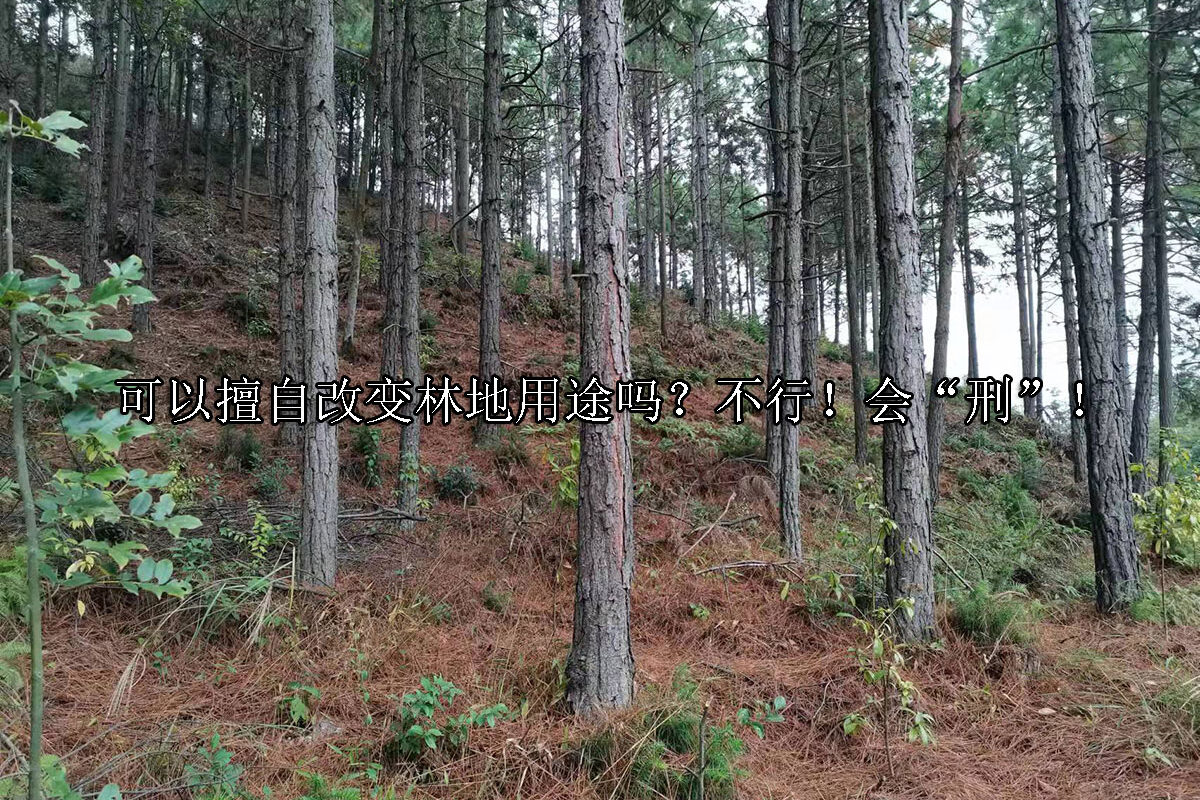 1722826528-可以擅自改变林地用途吗?不行!会“刑”!