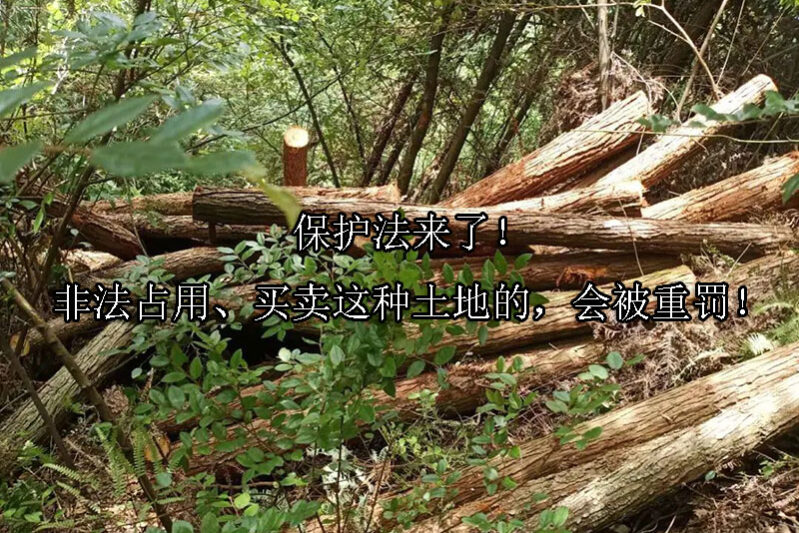 1722996537-保护法来了!非法占用、买卖这种土地的,会被重罚!